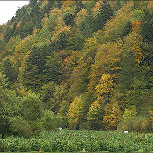 Feld 1