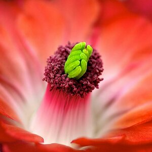 Echinocereus triglochidiatus