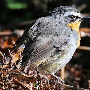 Den Vogel habe ich auch noch nicht sicher identifizieren können.
Es könnte sich um einen Kaprötel handeln?
s221 RobinChat 0500