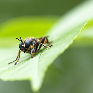 2010 05 30 Raubfliege 01-01