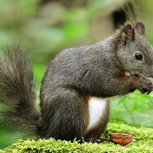 Eichhörnchen 2