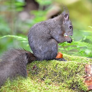 Eichhörnchen 3