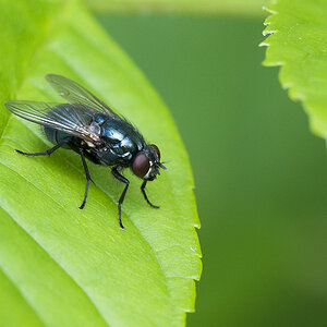 2010 05 30 Fliege