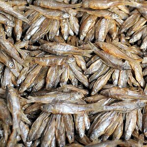 Die Fische aus dem Malawisee werden getrocknet und
auf den Märkten zum Kauf angeboten.
Die Fischhändler sind ebenfalls in einer Halle und
der Geruch u