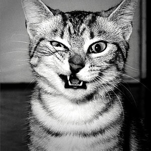 funny face