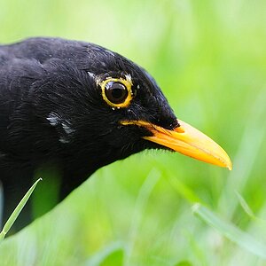 amsel20