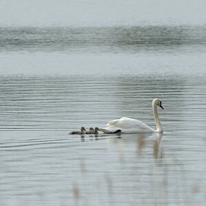 schwan1 JKK 7393