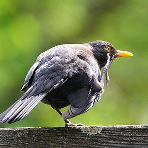 amsel24