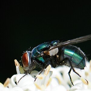 fliege5