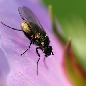 fliege7
