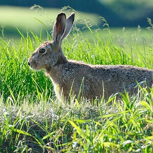 hase15