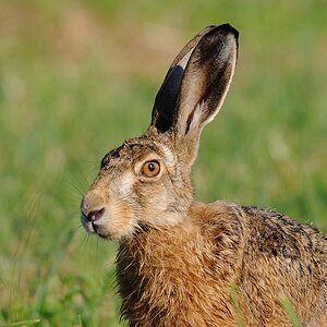 hase19