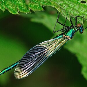 Prachtlibelle