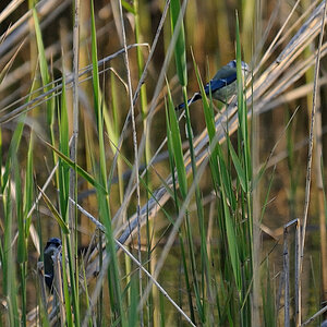 blaumeise JKK 7037