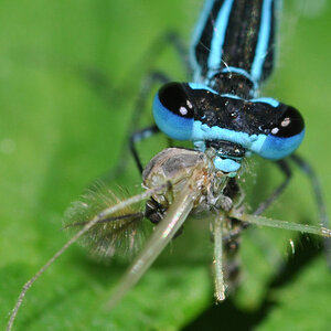 libelle