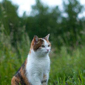 Katze 3