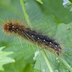 2010 06 11 Raupe Brauner Bär 01 01