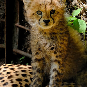Gepard Baby