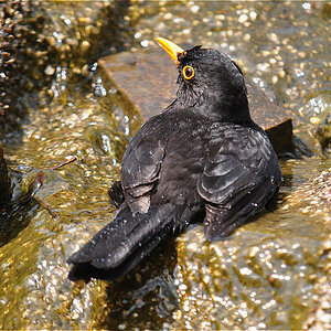 Amsel