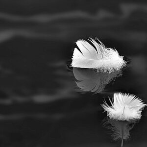 veertjes bw