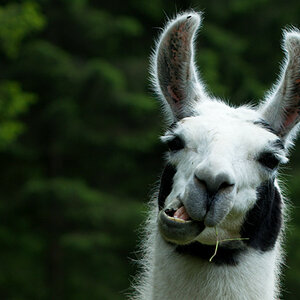 Lama (Kopfportrait)