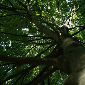 comp wald2