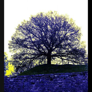 Baum