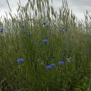 comp DSC 2227 kornblumen