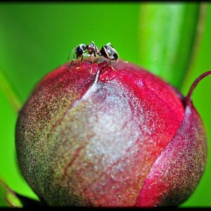 Makro Ameise1