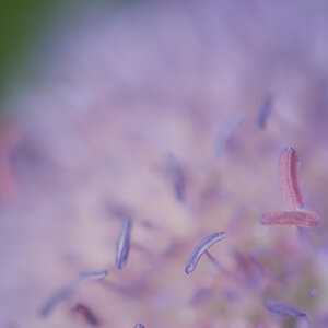 "Violett"
