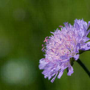 Sommertraum