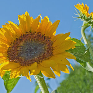 2100710 1027 SonnenBlume WDW 1000h