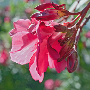 2100710 1012 Oleander WDW 900h
