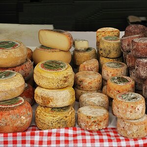Pecorino