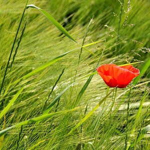 DSC 5329 Mohn 1 Forum