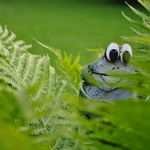 frosch 001 [1024x768]