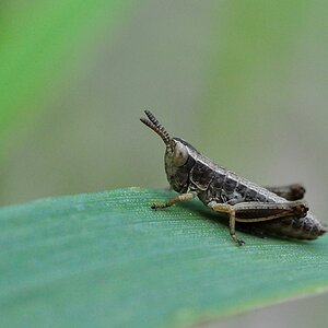 Babyhopper