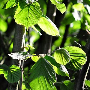 Sonnenblätter