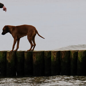 hund JKK 7657