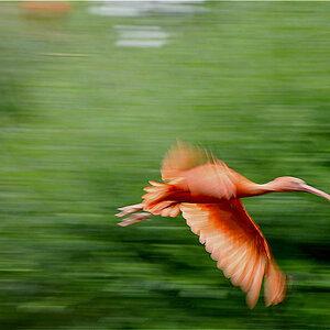 Roter Ibis