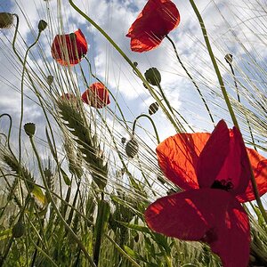 MOT6958 Kornblumen