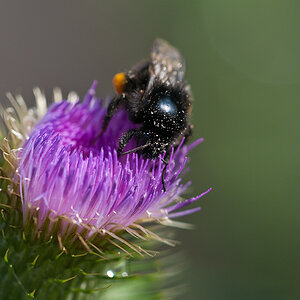 Hummel  cDSC 4170