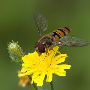 2010 07 11 Hain-Schwebfliege 15 01