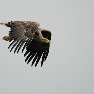 Adler auf Usedom DSC 3172