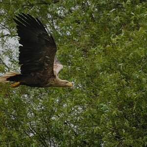 Adler auf Usedom DSC 3174
