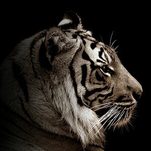 Stolzer Tiger