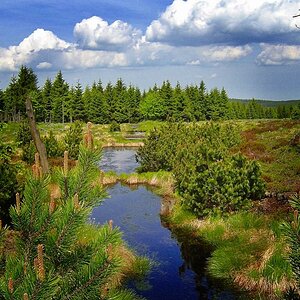 Hochmoor Zinnwald-Georgenfeld