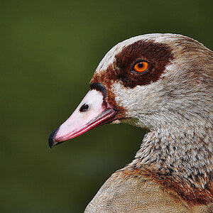 Ente