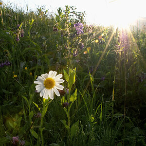 Margerite im Gegenlicht