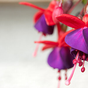 Blumen Makro 5